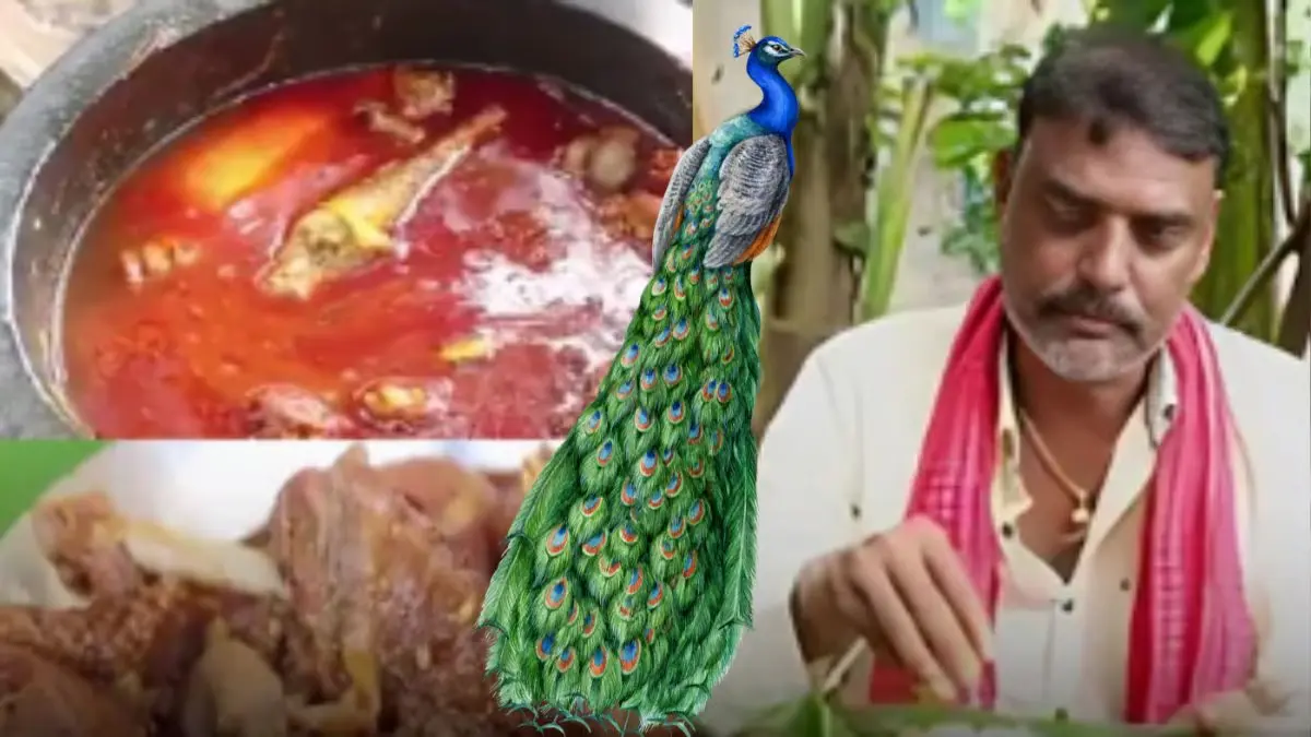 Peacock Curry Video